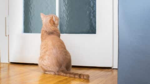 Orange cat looking at door inside
