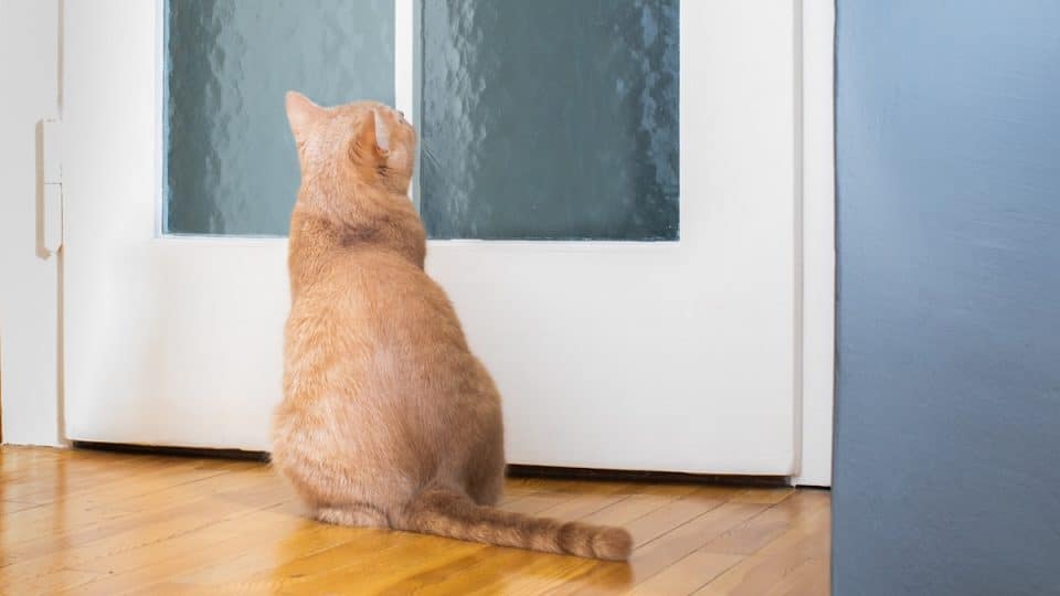Orange cat looking at door inside