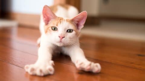 Kitten stretching on hardwood floor