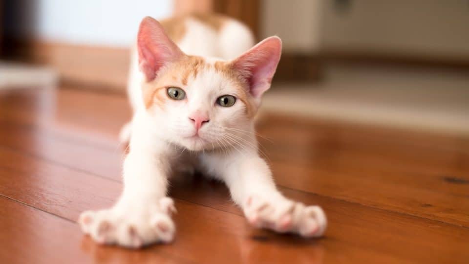 Kitten stretching on hardwood floor
