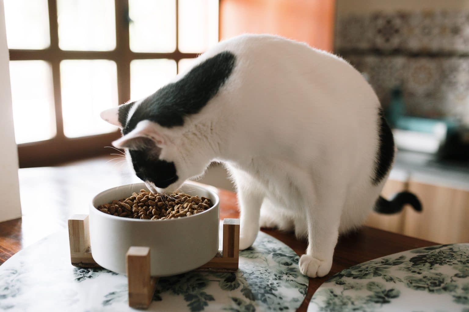 How Much Should I Feed My Cat? Wet vs. Dry Food