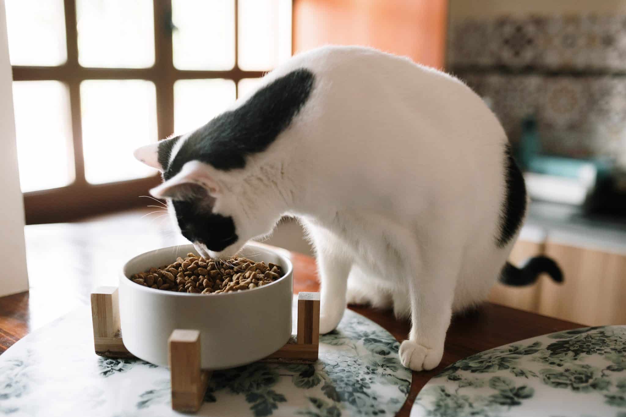 How Much Should I Feed My Cat? Wet vs. Dry Food