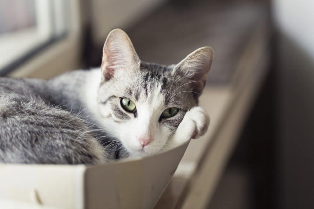 tabby cat, lying in paper box, looking