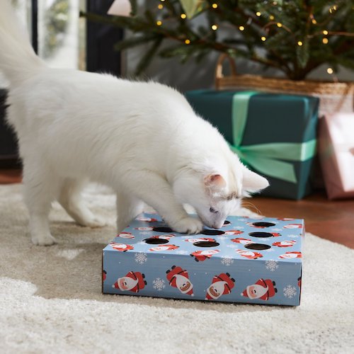 Cat playing with box toy