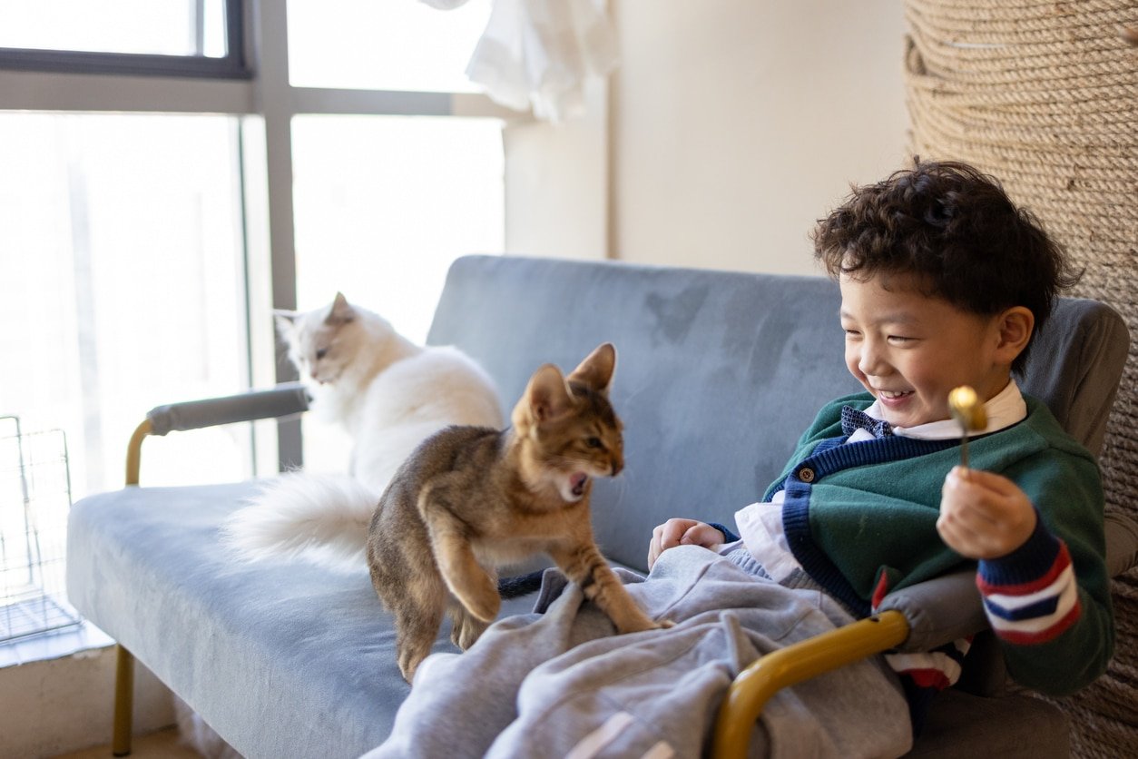 Do Cats Really Laugh? The Truth About Your Cat's Sense of Humor