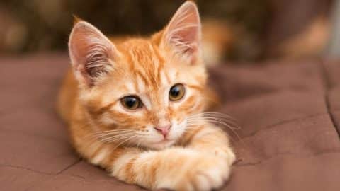 Orange kitten stretched out resting