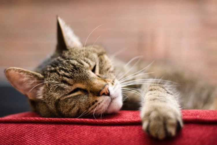 Cat sleeping on red cushion
