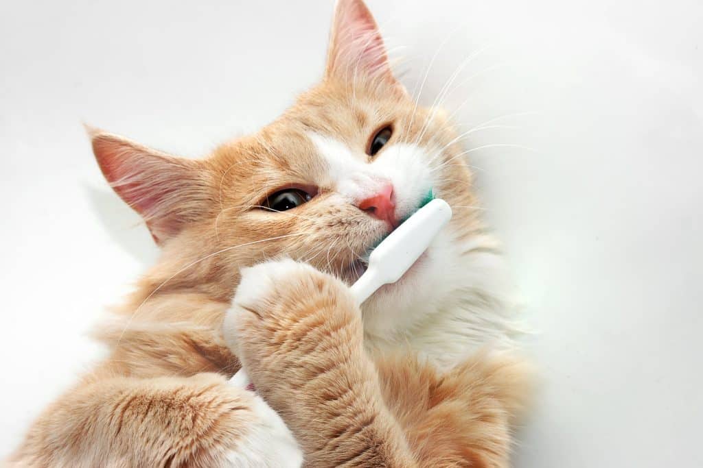 Orange cat brushing teeth