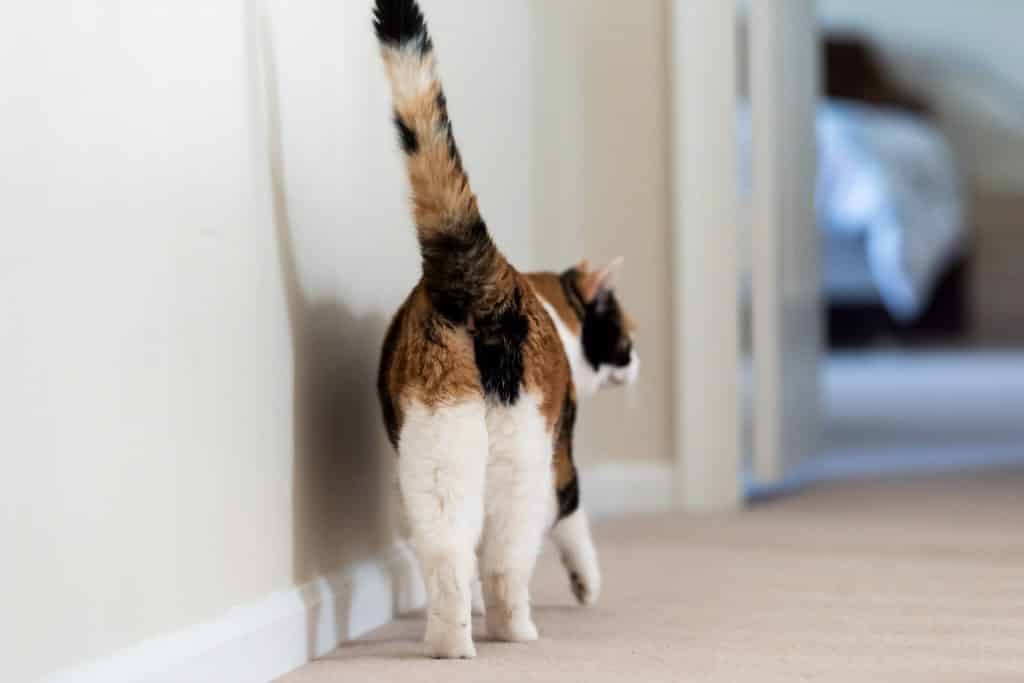 Female cat sticking her butt in the air