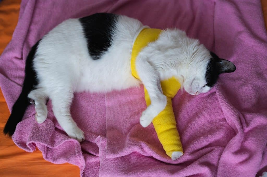 A cat recovering from carpal hyperextension surgery at home