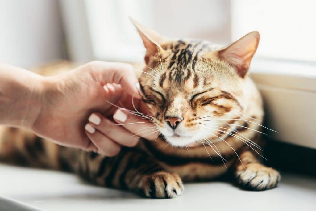 Happy Bengal cat loves being stroked by woman's hand under chin. Lying relaxed on window sill and smiling