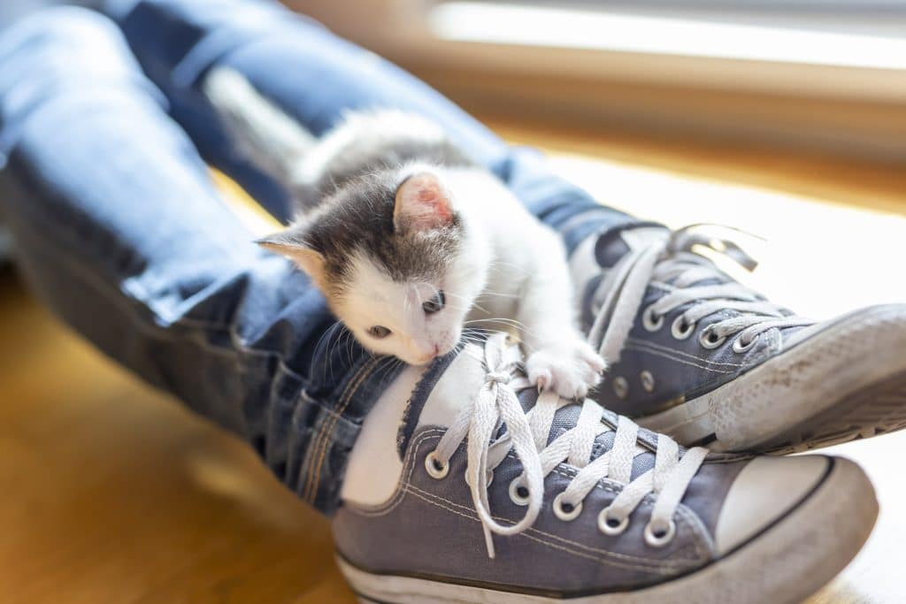 A kitten chewing on some shoes