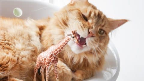 Orange cat chewing on a plastic toy