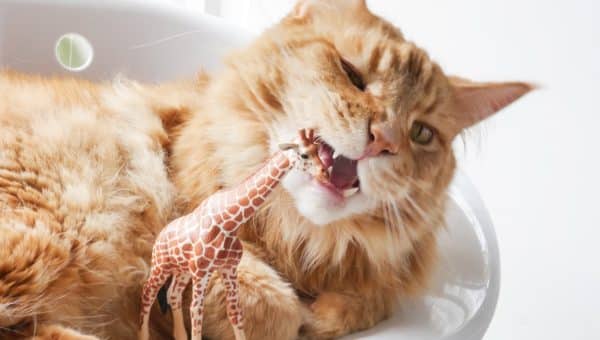 Orange cat chewing on a plastic toy