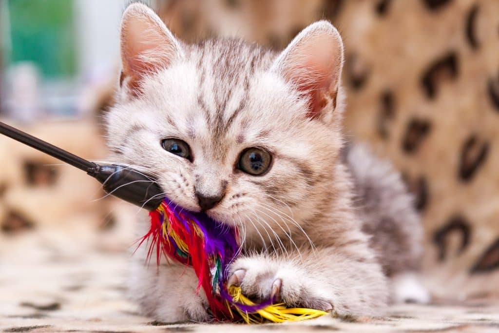 A kitten chewing on and playing with a wand toy