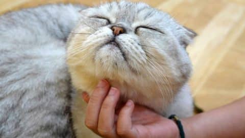 Cat with acne being scratched on the chin