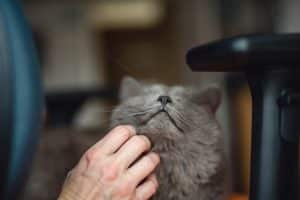 Human hand scratching 4 years old Chartreux cat lying on an orange chair
