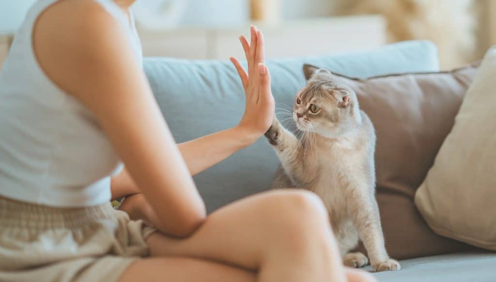 Woman and cute Scottish fold cat raising paw giving a high five at home