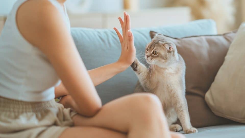 Woman and cute Scottish fold cat raising paw giving a high five at home