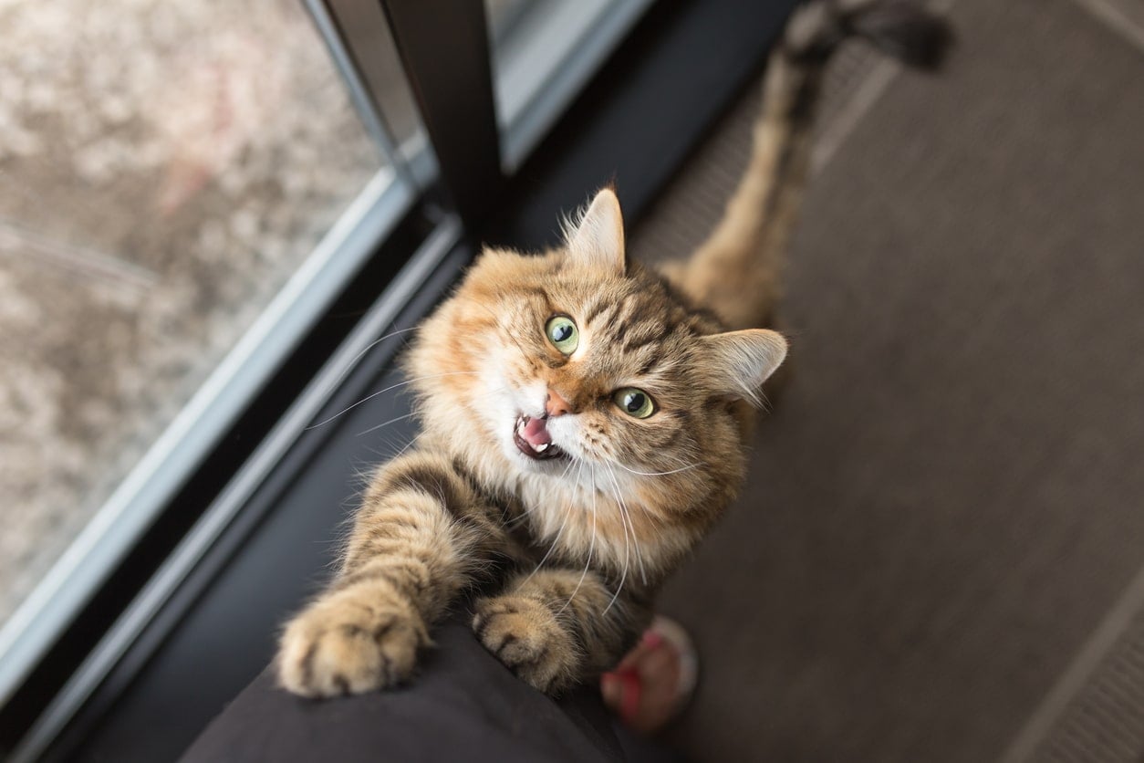 Why Do Cats Meow & What Does It Mean? De-Coding Your Cat's Meows