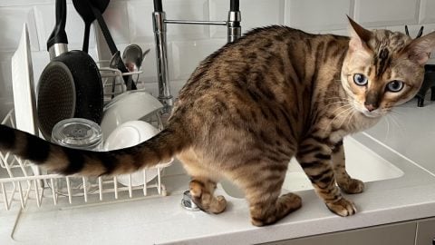 Cat hopping onto counter