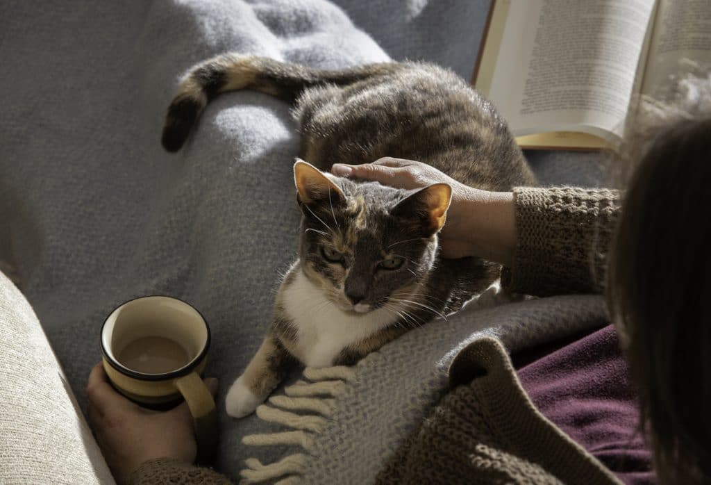 A content cat lays on a blanket covered lap of person enjoying a book and warm drink.