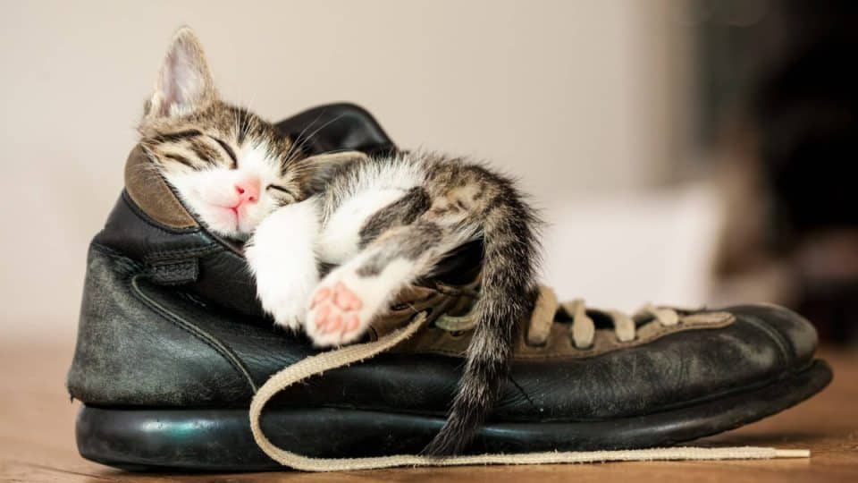 An adorable kitten sleeping in a shoe