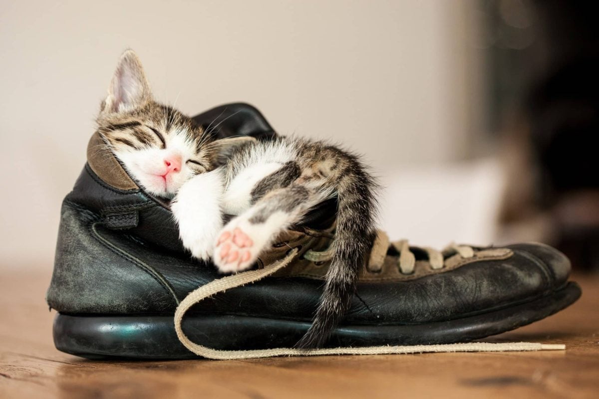 Why Do Cats Like Shoes? 6 Reasons For This Odd Behavior