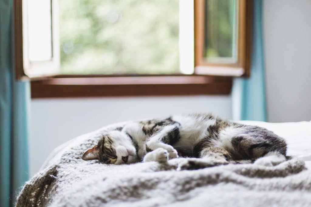 Eine getigerte Katze schläft auf einem Bett