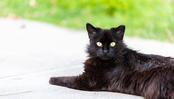 Black cat with dandruff sitting on sidewalk