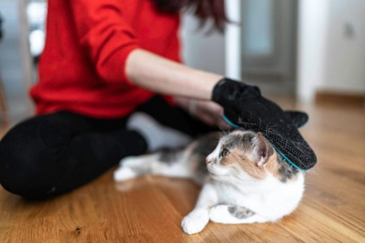 Person grooming cat with glove