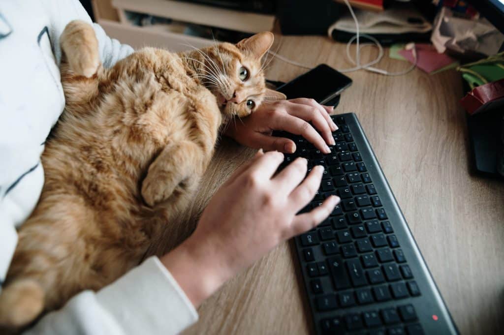 A person using a desktop computer with a cat lying