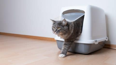 Cat coming out of the litter box after diarrhea