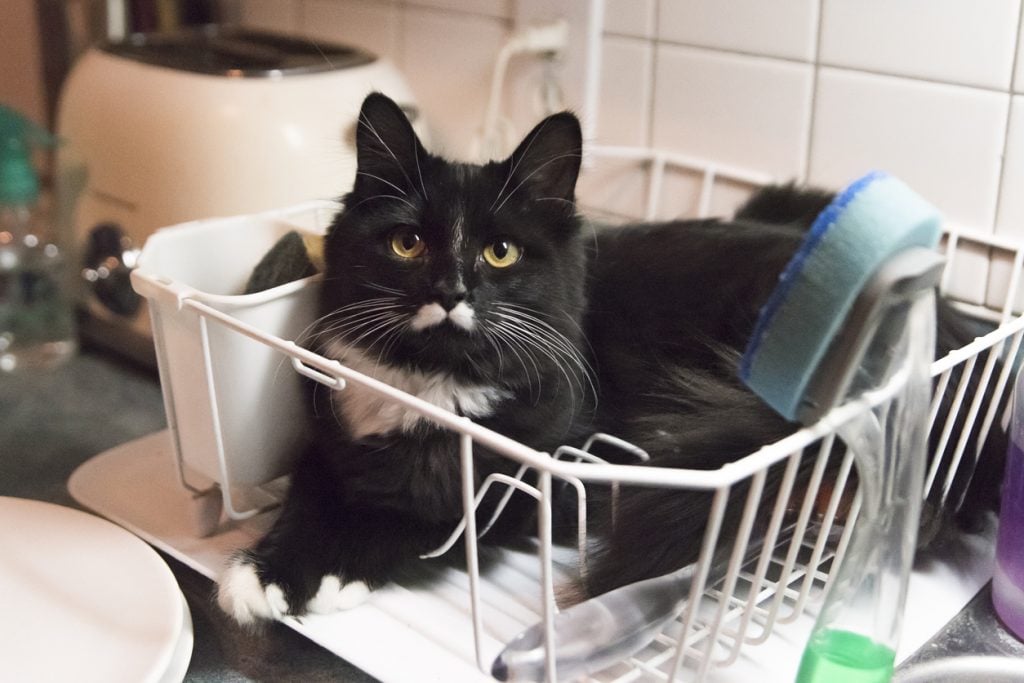 Cute and funny 6 months cat resting in dish drainer rack on kitchen counter. Horizontal indoors full length shot. No people.