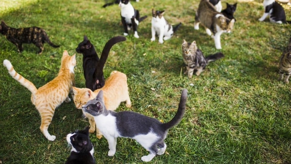 Stray cats in the park