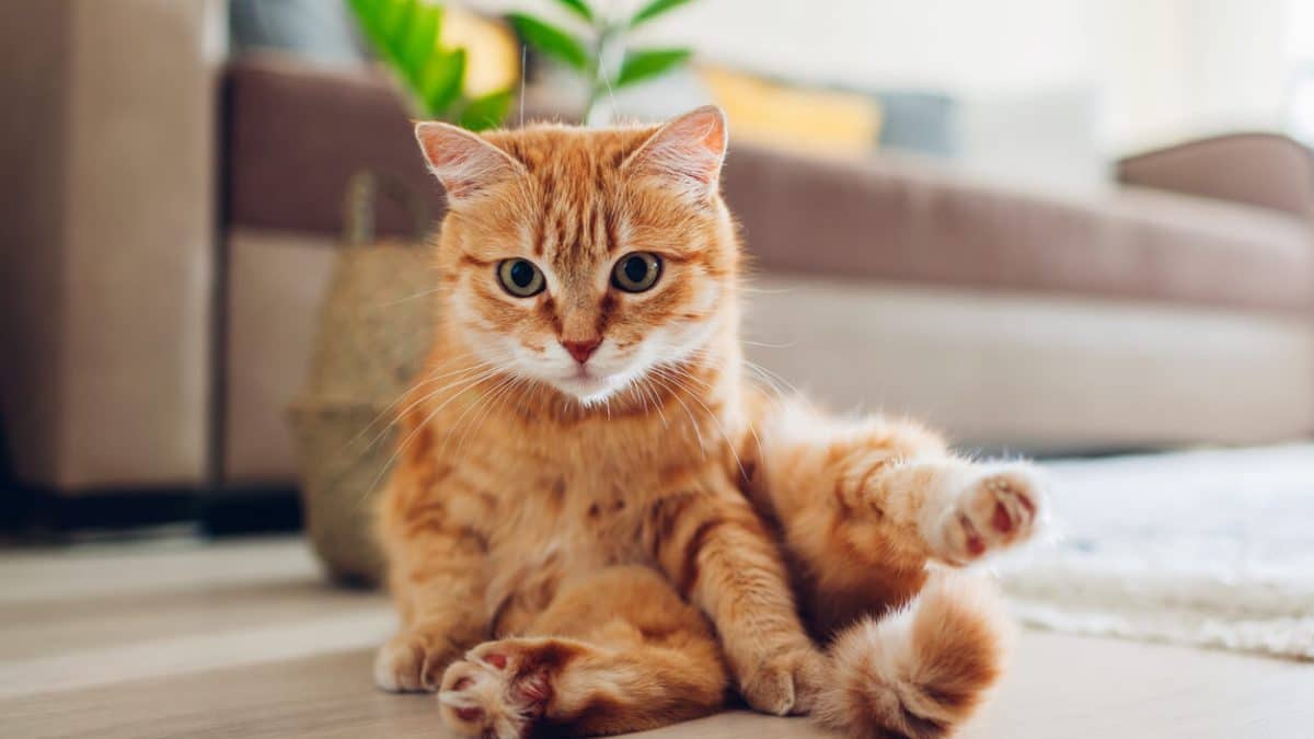 5 Reasons Cat Drag Their Butt on the Floor & How to Stop It