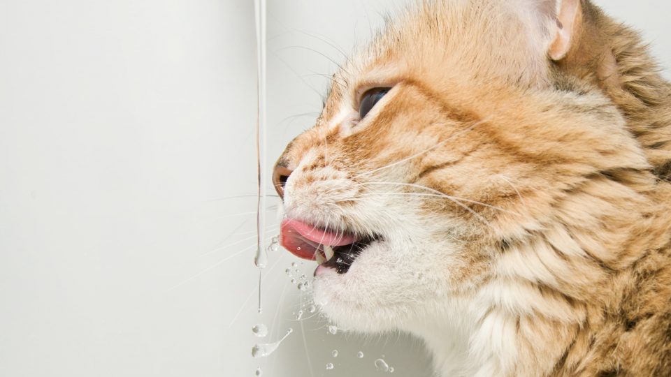 Orange-cat-likes-to-drink-running-water