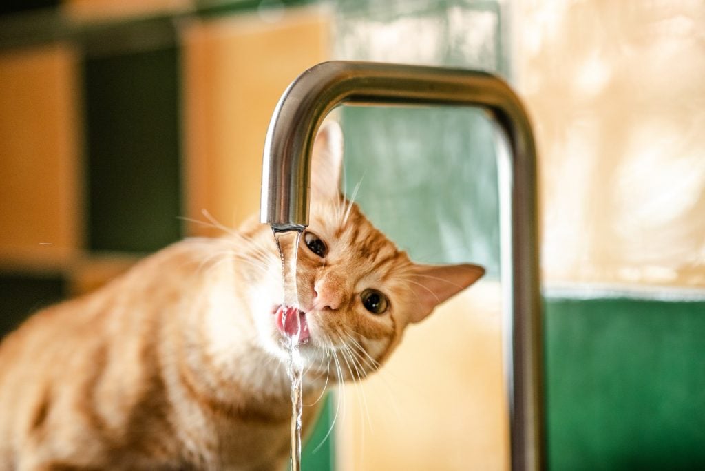 Orange-cat-drinking-from-faucet