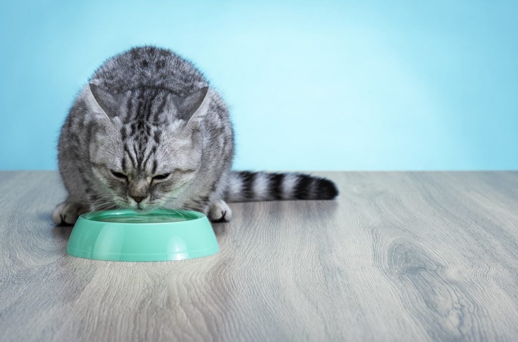 Grey-cat-drinking-water-out-of-a-bowl