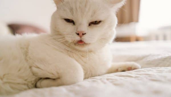 White cat drooling on the bed