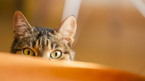 Domestic cat ready to hunt