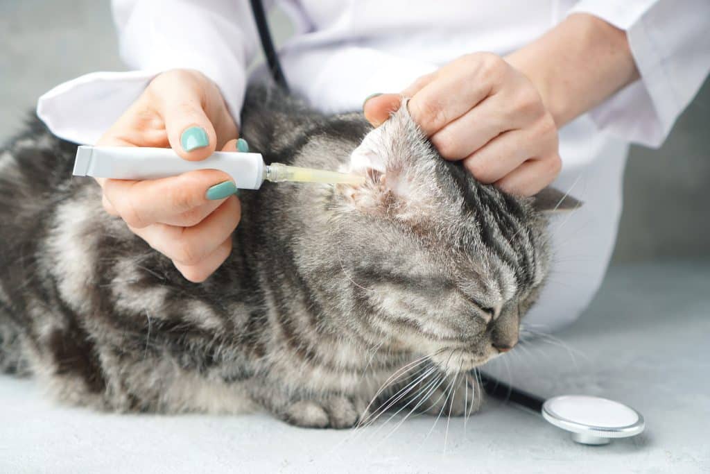 A vet treating a cat ear infection