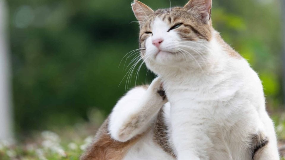 Cat with ear mites scratching