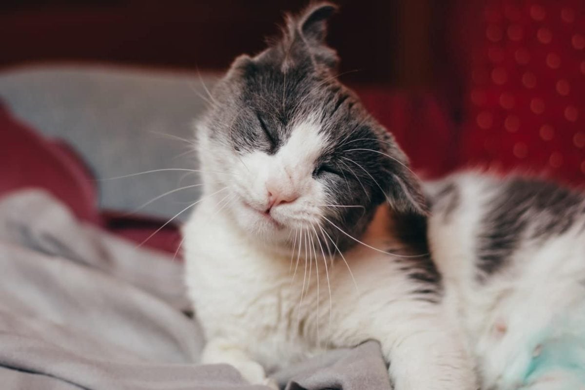 13 Reasons Your Cat's Ear Twitches & How To Treat It