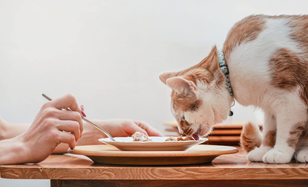 Small white and brown cat eating from plate on table with remains of chicken, woman hand with fork other side.
