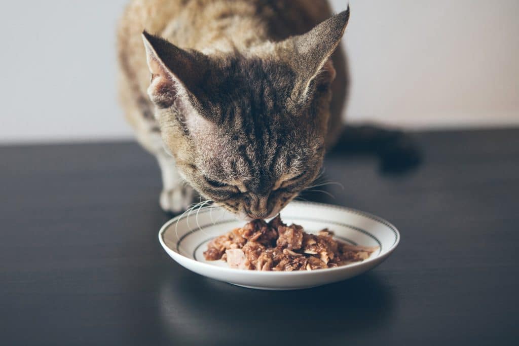 Hungry cat eating wet food out of a dish