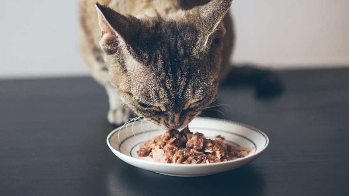 What Do Ferrets Eat: The Complete Ferret Diet Guide