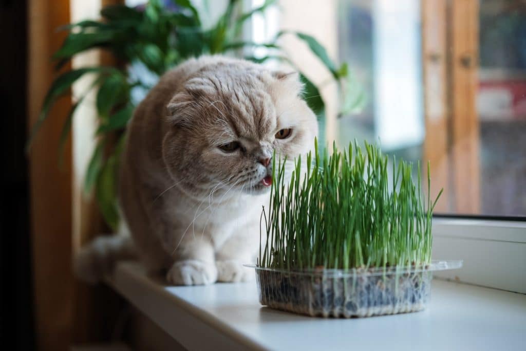 A cat eating grass at home