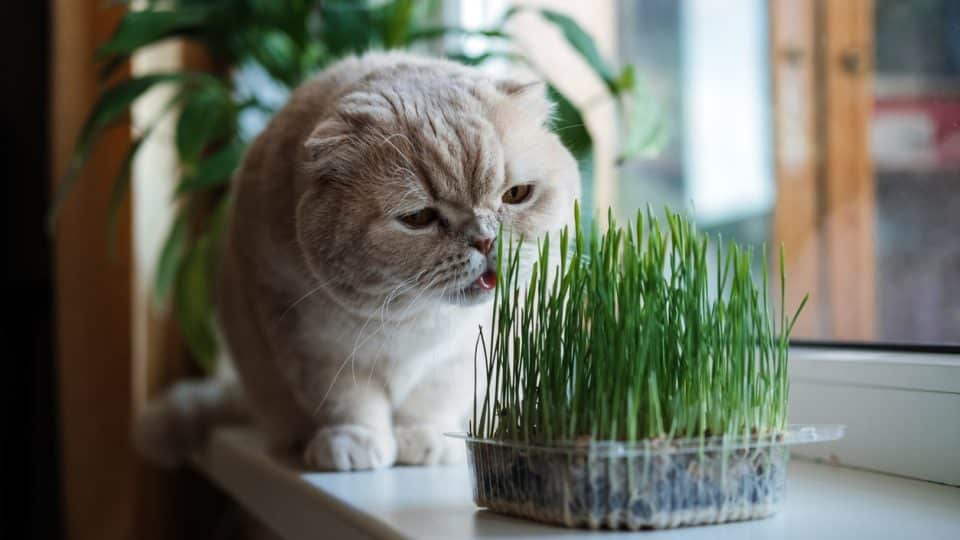 A cat eating grass at home