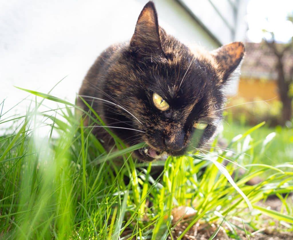 Beautiful mixed breed cat in eating fresh grass in the sun
